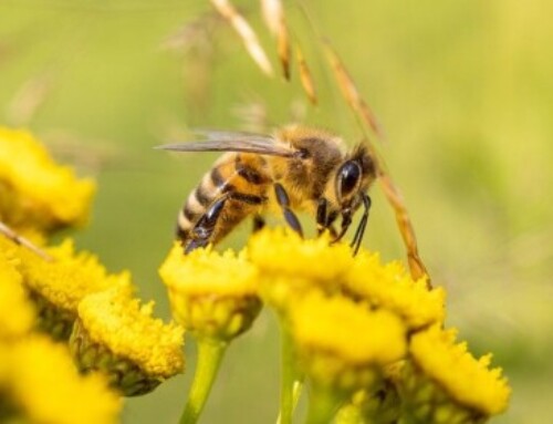 AMU/CNRS. Les abeilles survolant un miroir s’écrasent irrémédiablement