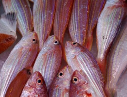 À Marseille,  « Les Pêcheurs du Coeur » servent de la soupe de poisson aux plus démunis