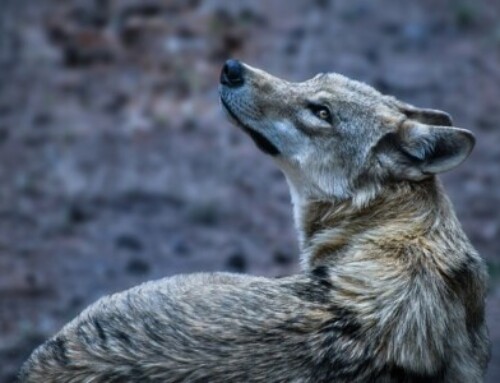 Des loups dans les Calanques : « une bonne nouvelle pour le Parc »