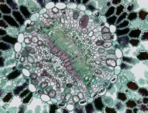 Oncophysics veut poser les prémices d’une innovation de rupture contre le cancer