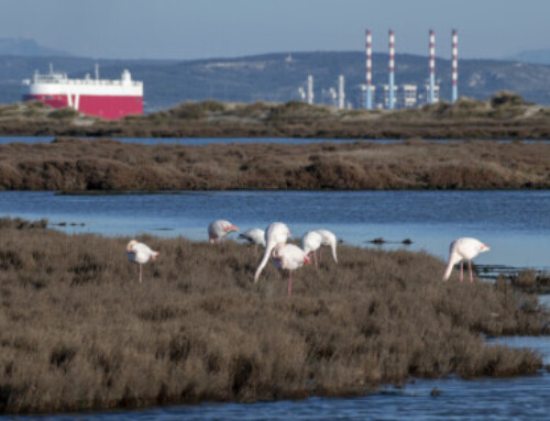Energie : les projets d’hydrogène vert fleurissent à Fos